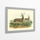 Ciervos Colombianos De Cola Negra - John James Audubon | Cuadro decorativo de Canvas Lab