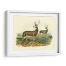 Ciervos Colombianos De Cola Negra - John James Audubon | Cuadro decorativo de Canvas Lab