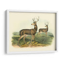 Ciervos Colombianos De Cola Negra - John James Audubon | Cuadro decorativo de Canvas Lab