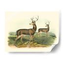 Ciervos Colombianos De Cola Negra - John James Audubon | Cuadro decorativo de Canvas Lab