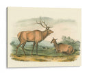 Alces Y Ciervos Americanos - John James Audubon | Cuadro decorativo de Canvas Lab