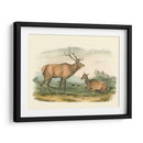 Alces Y Ciervos Americanos - John James Audubon | Cuadro decorativo de Canvas Lab