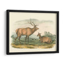 Alces Y Ciervos Americanos - John James Audubon | Cuadro decorativo de Canvas Lab