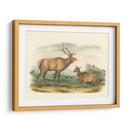 Alces Y Ciervos Americanos - John James Audubon | Cuadro decorativo de Canvas Lab