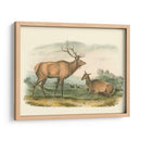 Alces Y Ciervos Americanos - John James Audubon | Cuadro decorativo de Canvas Lab