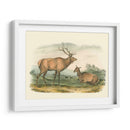 Alces Y Ciervos Americanos - John James Audubon | Cuadro decorativo de Canvas Lab