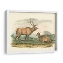 Alces Y Ciervos Americanos - John James Audubon | Cuadro decorativo de Canvas Lab