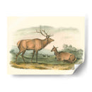 Alces Y Ciervos Americanos - John James Audubon | Cuadro decorativo de Canvas Lab
