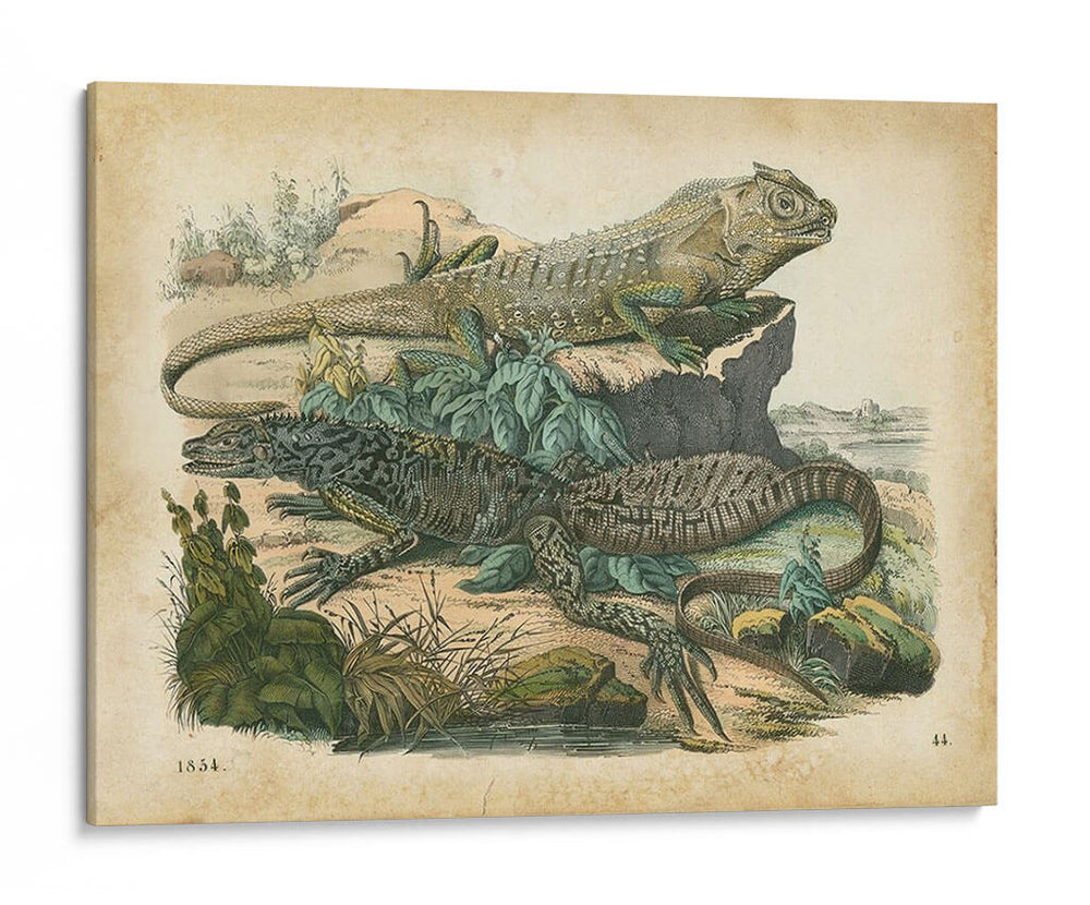 Natures Reuniendo Vi - John Wiek | Cuadro decorativo de Canvas Lab