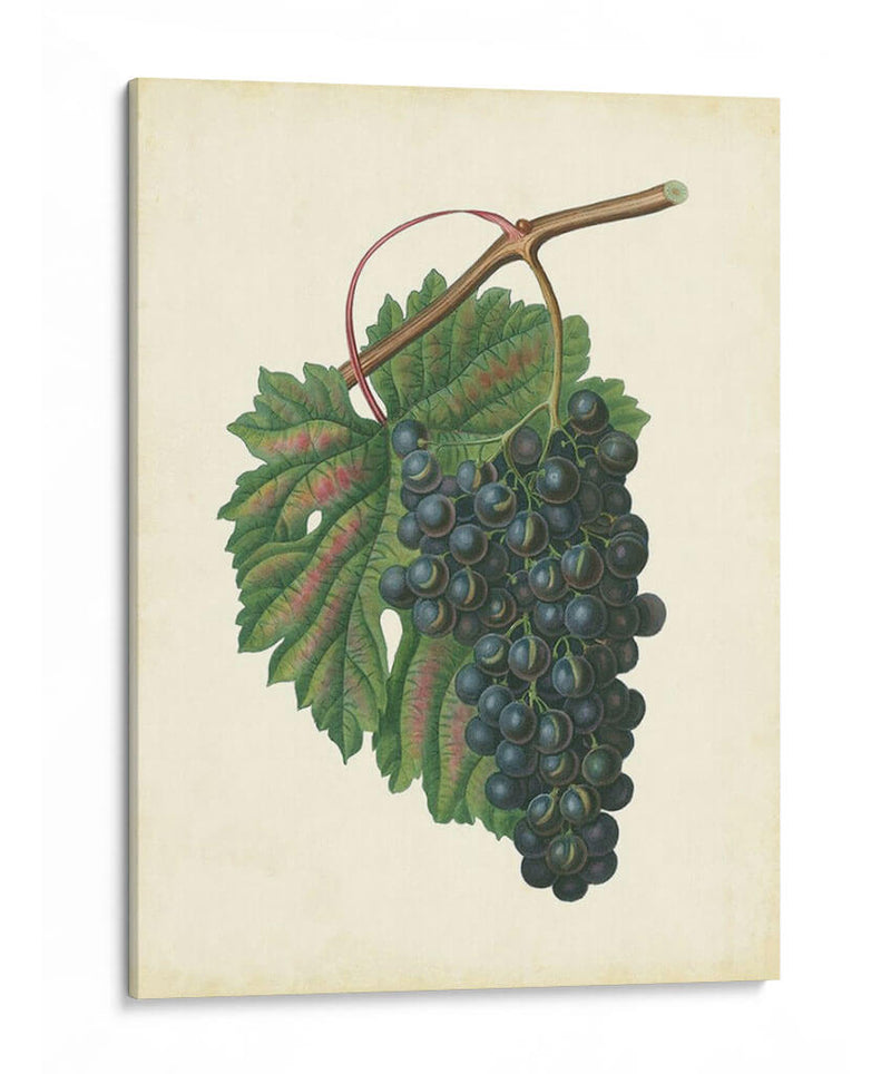 Uvas De Plantación I | Cuadro decorativo de Canvas Lab