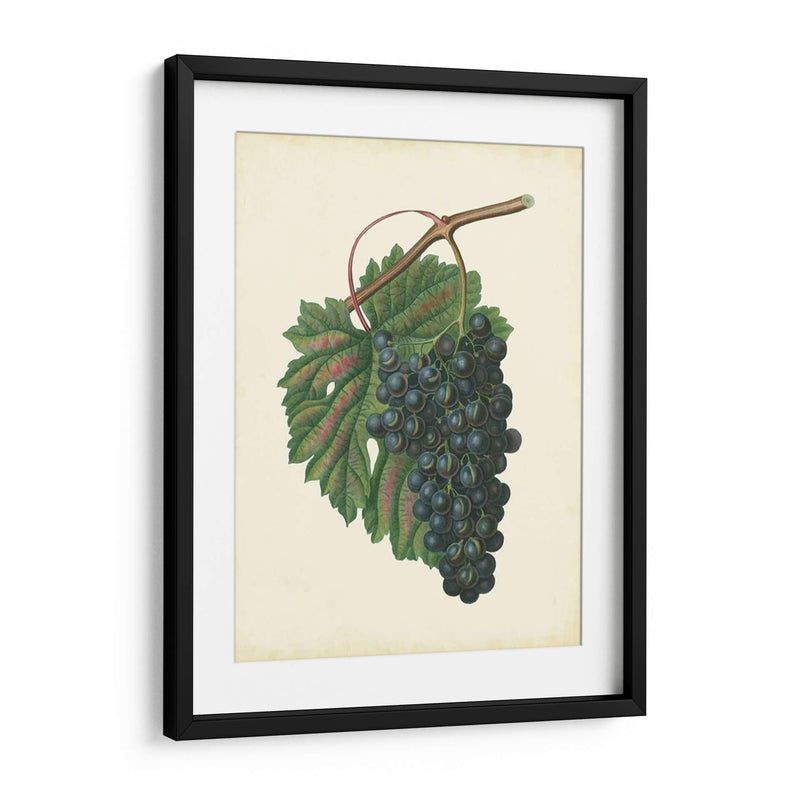 Uvas De Plantación I | Cuadro decorativo de Canvas Lab