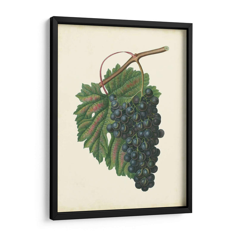 Uvas De Plantación I | Cuadro decorativo de Canvas Lab