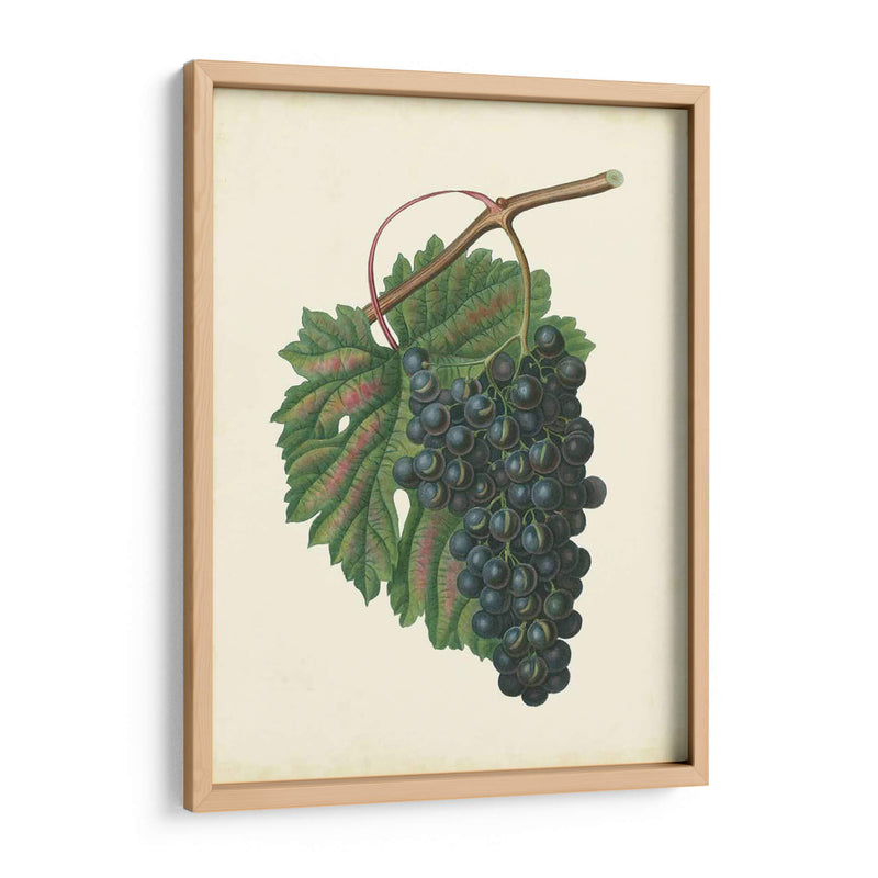 Uvas De Plantación I | Cuadro decorativo de Canvas Lab