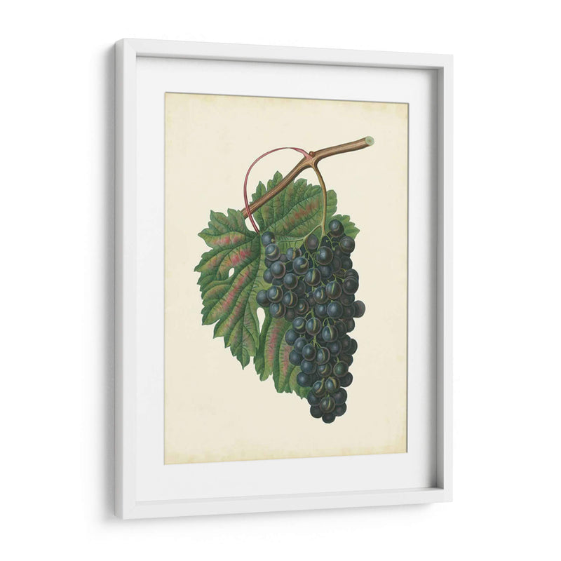 Uvas De Plantación I | Cuadro decorativo de Canvas Lab