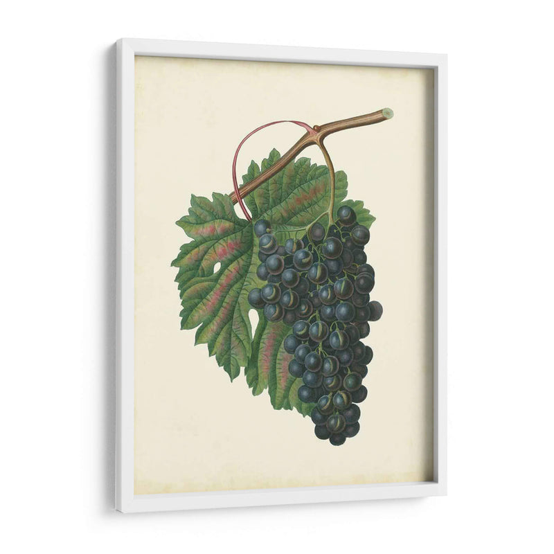 Uvas De Plantación I | Cuadro decorativo de Canvas Lab