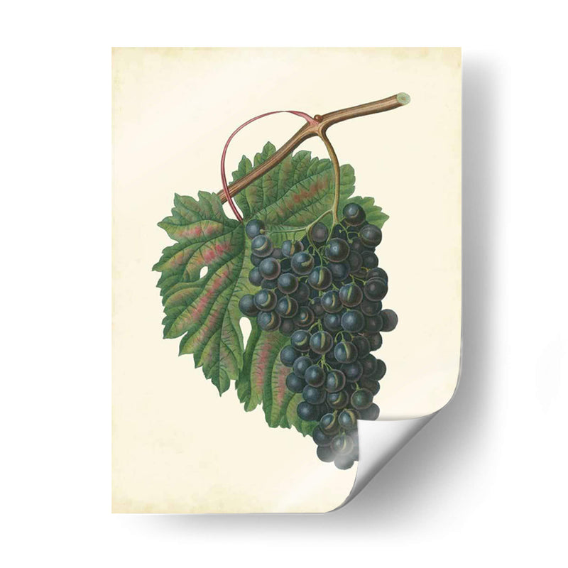 Uvas De Plantación I | Cuadro decorativo de Canvas Lab