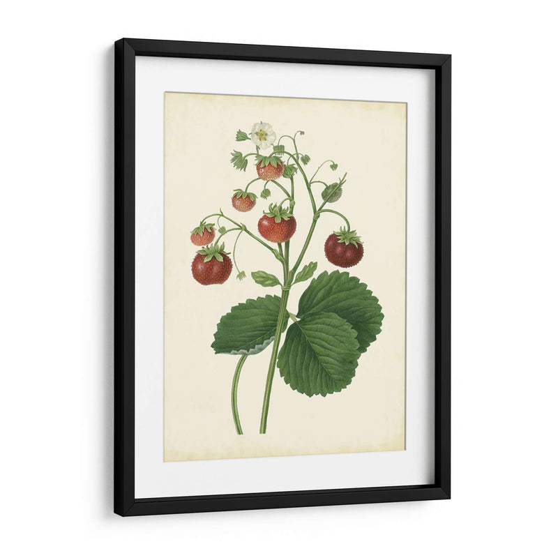 Plantación De Fresas I | Cuadro decorativo de Canvas Lab