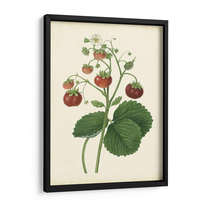 Plantación De Fresas I | Cuadro decorativo de Canvas Lab