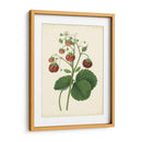 Plantación De Fresas I | Cuadro decorativo de Canvas Lab
