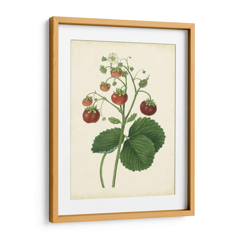 Plantación De Fresas I | Cuadro decorativo de Canvas Lab