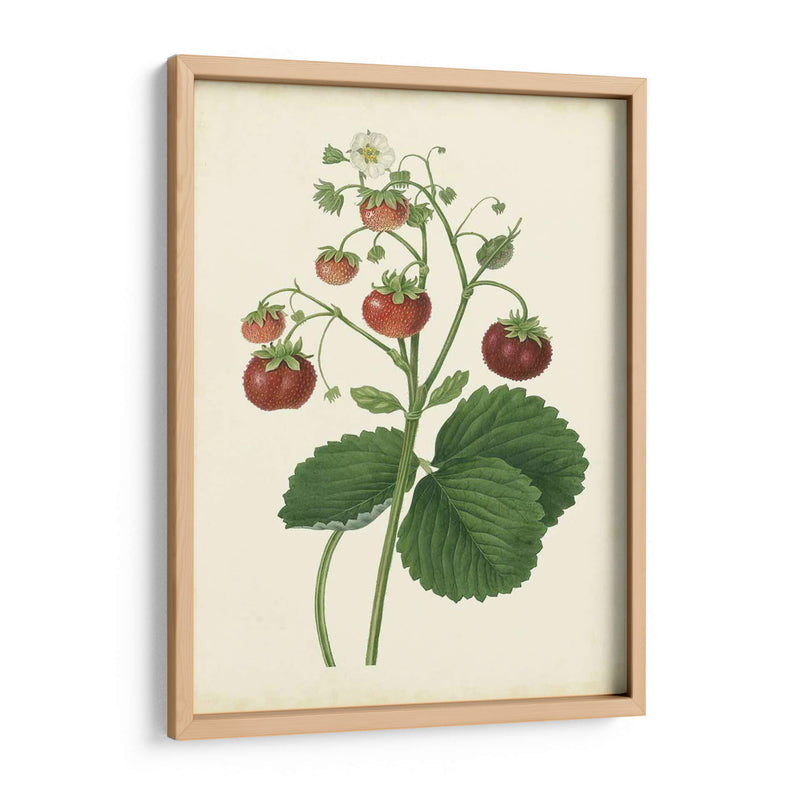 Plantación De Fresas I | Cuadro decorativo de Canvas Lab