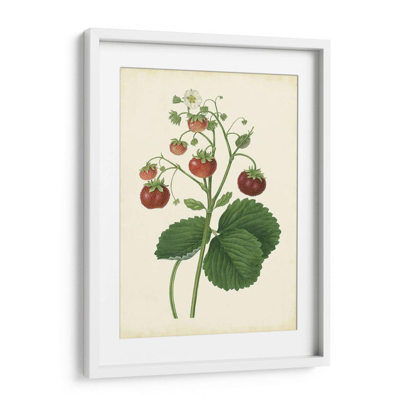 Plantación De Fresas I | Cuadro decorativo de Canvas Lab