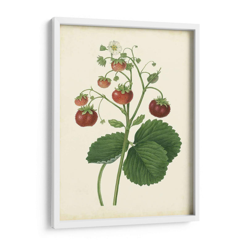 Plantación De Fresas I | Cuadro decorativo de Canvas Lab