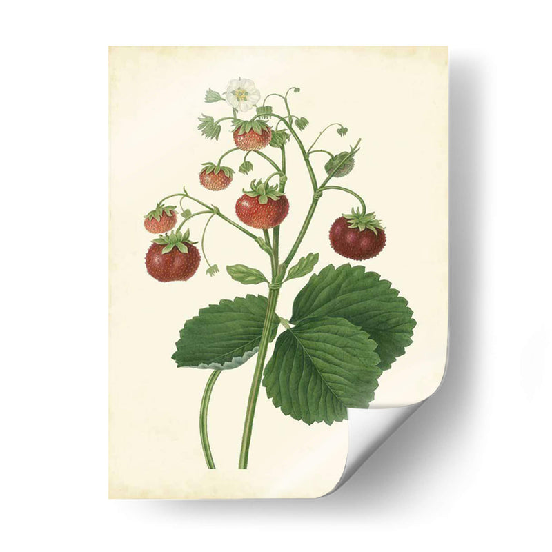 Plantación De Fresas I | Cuadro decorativo de Canvas Lab