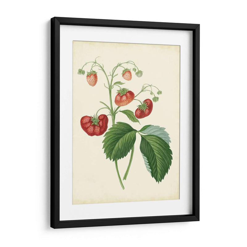 Plantación De Fresas Ii | Cuadro decorativo de Canvas Lab