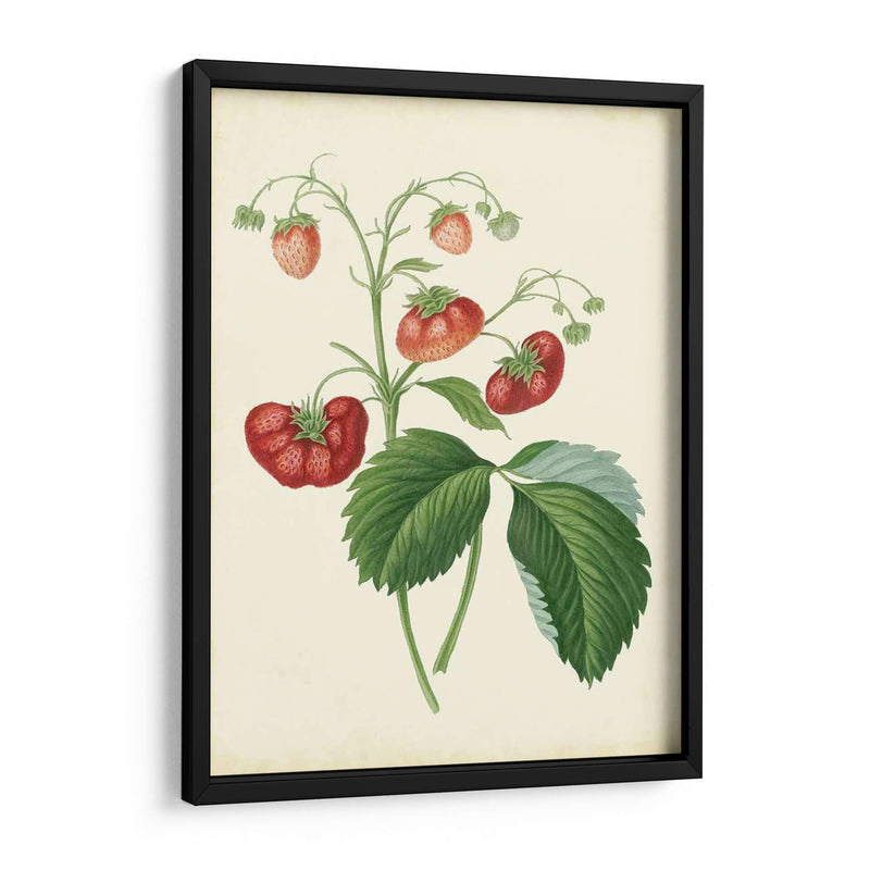 Plantación De Fresas Ii | Cuadro decorativo de Canvas Lab