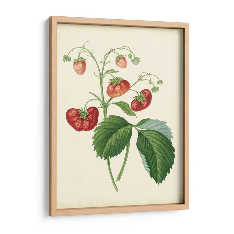 Plantación De Fresas Ii | Cuadro decorativo de Canvas Lab