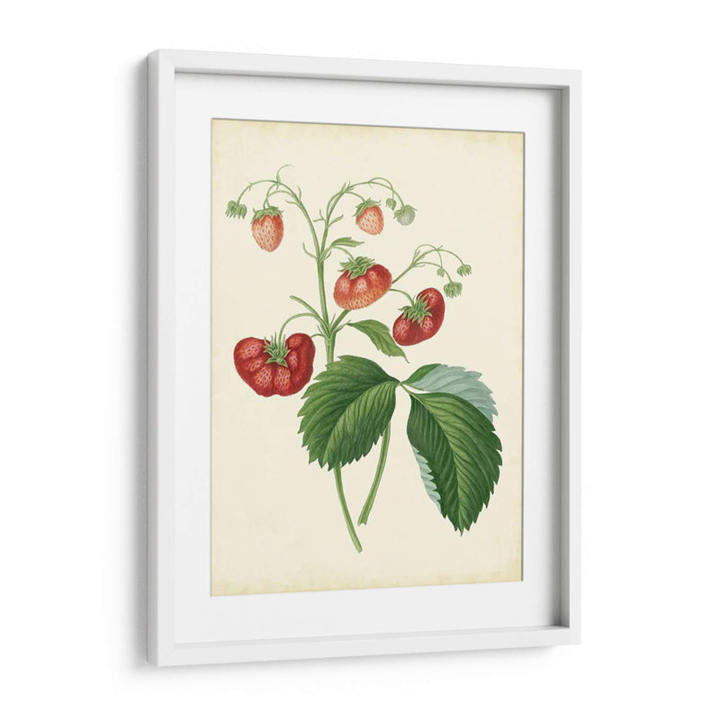 Plantación De Fresas Ii | Cuadro decorativo de Canvas Lab