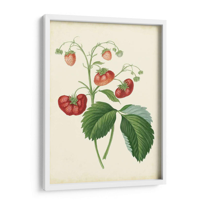 Plantación De Fresas Ii | Cuadro decorativo de Canvas Lab