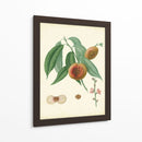 Plantación Melocotones Ii | Cuadro decorativo de Canvas Lab