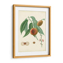 Plantación Melocotones Ii | Cuadro decorativo de Canvas Lab