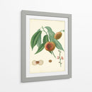 Plantación Melocotones Ii | Cuadro decorativo de Canvas Lab