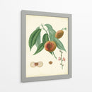 Plantación Melocotones Ii | Cuadro decorativo de Canvas Lab