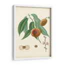 Plantación Melocotones Ii | Cuadro decorativo de Canvas Lab