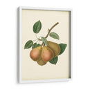 Pera De Plantación I | Cuadro decorativo de Canvas Lab
