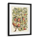 Rama De Manzano - Duhamel du Monceau | Cuadro decorativo de Canvas Lab