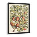 Rama De Manzano - Duhamel du Monceau | Cuadro decorativo de Canvas Lab