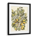 Rama De Peral - Duhamel du Monceau | Cuadro decorativo de Canvas Lab