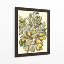 Rama De Peral - Duhamel du Monceau | Cuadro decorativo de Canvas Lab