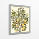 Rama De Peral - Duhamel du Monceau | Cuadro decorativo de Canvas Lab