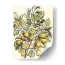 Rama De Peral - Duhamel du Monceau | Cuadro decorativo de Canvas Lab