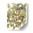 Rama De Albaricoque - Duhamel du Monceau | Cuadro decorativo de Canvas Lab