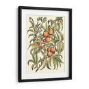 Rama De Árbol De Melocotón - Duhamel du Monceau | Cuadro decorativo de Canvas Lab