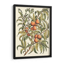Rama De Árbol De Melocotón - Duhamel du Monceau | Cuadro decorativo de Canvas Lab