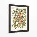 Rama De Árbol De Melocotón - Duhamel du Monceau | Cuadro decorativo de Canvas Lab