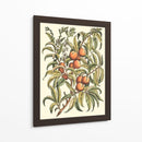 Rama De Árbol De Melocotón - Duhamel du Monceau | Cuadro decorativo de Canvas Lab